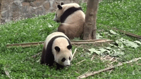 Goofy Panda Plays, Hugs and Tumbles