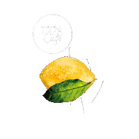 ippacafeprague lemon mango prague citron Sticker