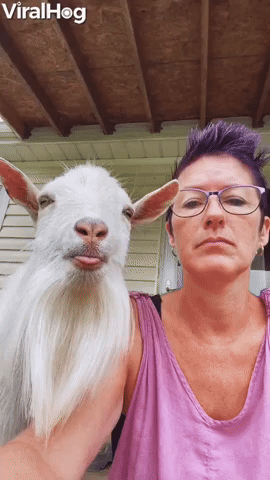 Two Tongues Stuck Out