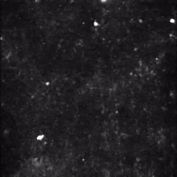 alegalazb giphyupload GIF