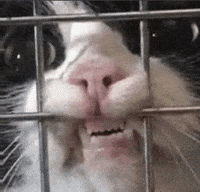 Would Pedro Pascal GIF by hamlet