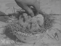NationalWWIMuseum black and white military footage petting GIF