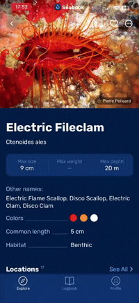 Clam GIF by Seabook