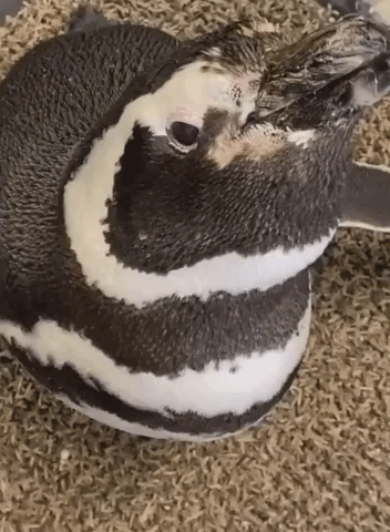 Outspoken Penguin Brays 'Up a Storm' at Blank Park Zoo in Des Moines
