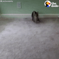 cat kitty GIF by The Dodo