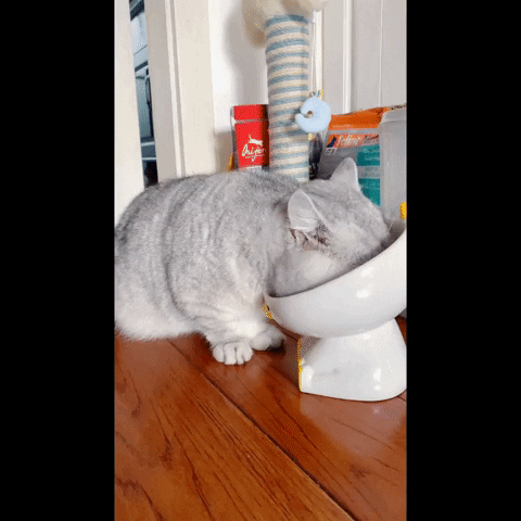 cuteanimalland giphyupload GIF