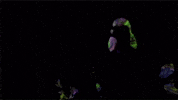 Post Animal GIF by Polyvinyl Records