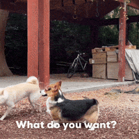 What Do You Want Corgi GIF