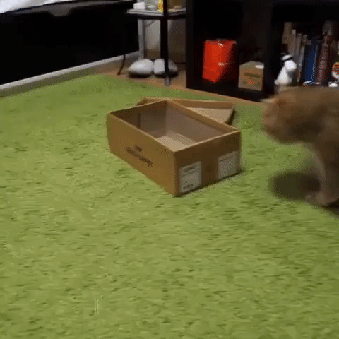Adorable Kitten Plays With New Box