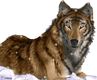 tiger STICKER