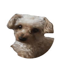 yorkie STICKER by imoji
