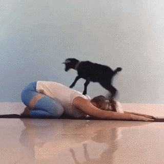 Yoga Goat GIF by reactionseditor