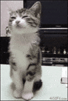 kitten standing GIF