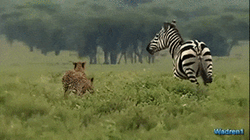 cute animal GIF