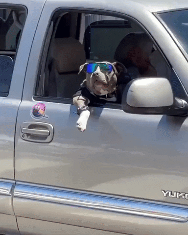 cuteanimalland giphyupload GIF