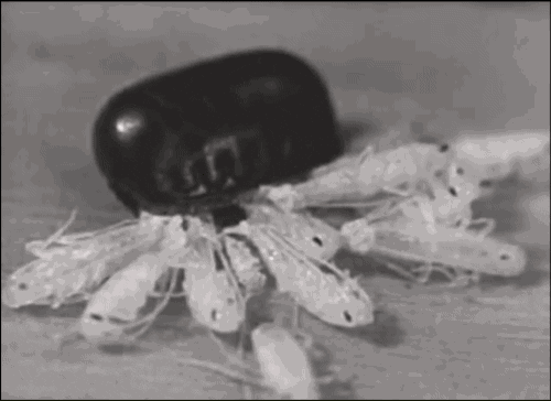 cockroaches GIF