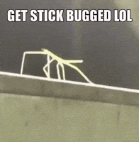 Stick Stickbug GIF
