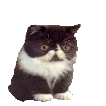 kitten surprise STICKER by imoji