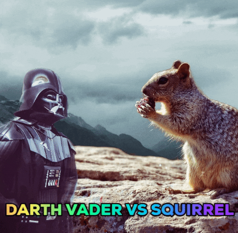 squirrel may4th GIF by Stoneham Press