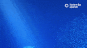 Open Sea Swimming GIF by Monterey Bay Aquarium