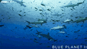 blue planet friends GIF by BBC Earth