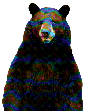 bear tripping GIF