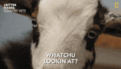 Oh My God Reaction GIF by Nat Geo Wild