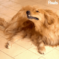 Golden Retriever Health GIF by Pawls Company