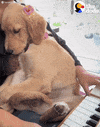 tired golden retriever GIF by The Dodo