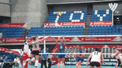 Power Celebrate GIF by Volleyball World