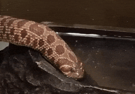 Water Cuteness GIF