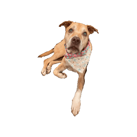 Winnie The Pooh Sticker by Geekster Pets