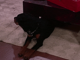 Season 1 Dog GIF by Living Single
