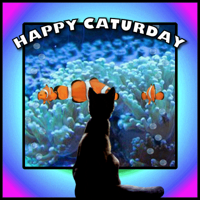 Clown Fish Saturday GIF