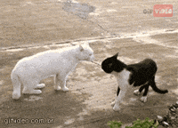 gato GIF