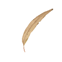 Gum Tree Art Sticker