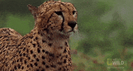 sad nat geo GIF by Nat Geo Wild 