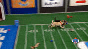 Animal Planet Football GIF by Puppy Bowl