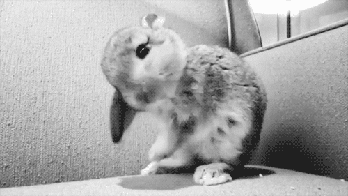 bunny GIF