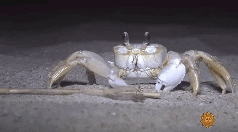 moodman giphygifgrabber eyes crab crabby GIF