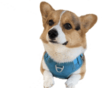 Corgi Milo GIF