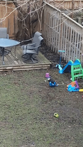 cuteanimalland giphyupload GIF