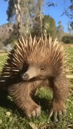 Adorable 'Resident' Echidna Goes for a Stroll in the Park