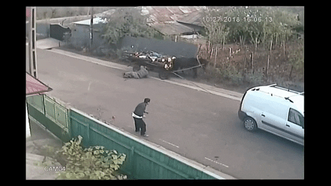 laikateam1 giphygifmaker GIF