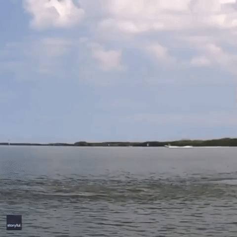 'Dramatic' Video Captures Dolphins Kicking Fish Into the Air in Tampa Bay