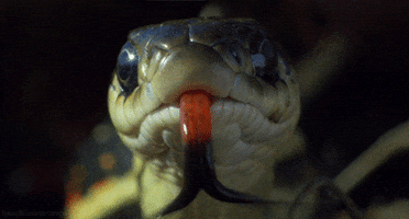 red-sided garter snake GIF by Head Like an Orange