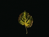 GIF by kohana
