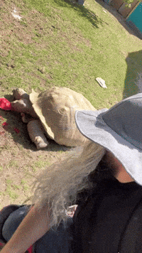 doordaddywizard door tortoise doordaddywizard GIF