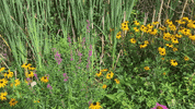 centralparknyc  GIF