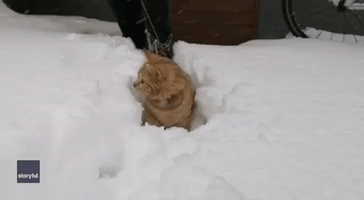 Kitten Explores Deep Snow After Winter Storm in Finland